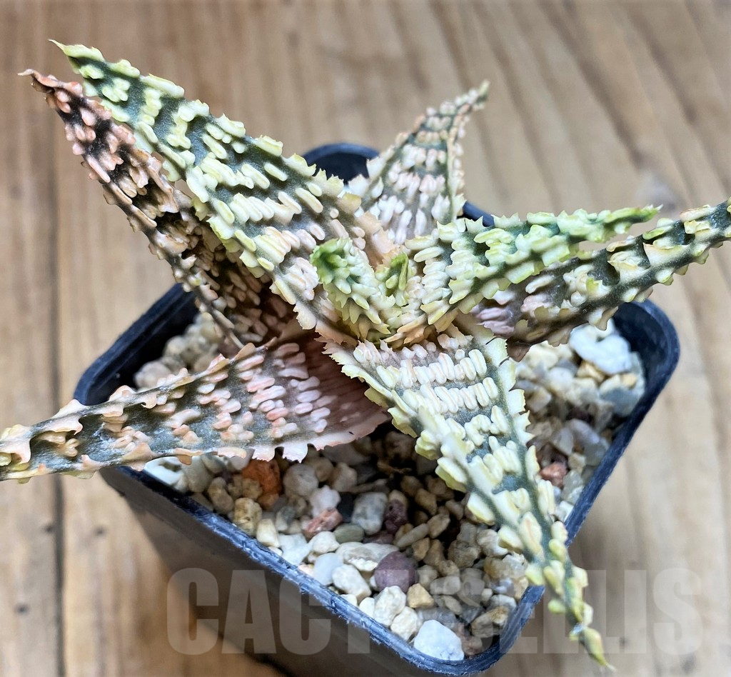 SH5111 Aloe TCT hybrid - Image 2