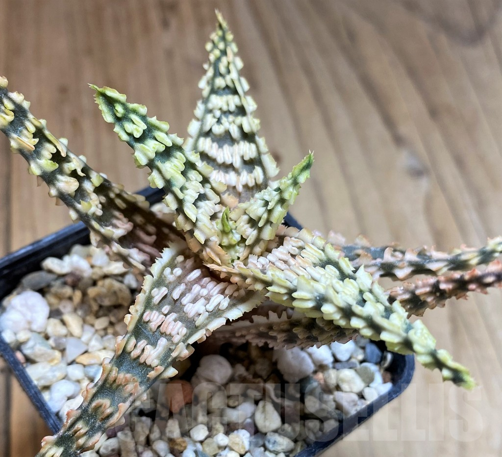 SH5111 Aloe TCT hybrid