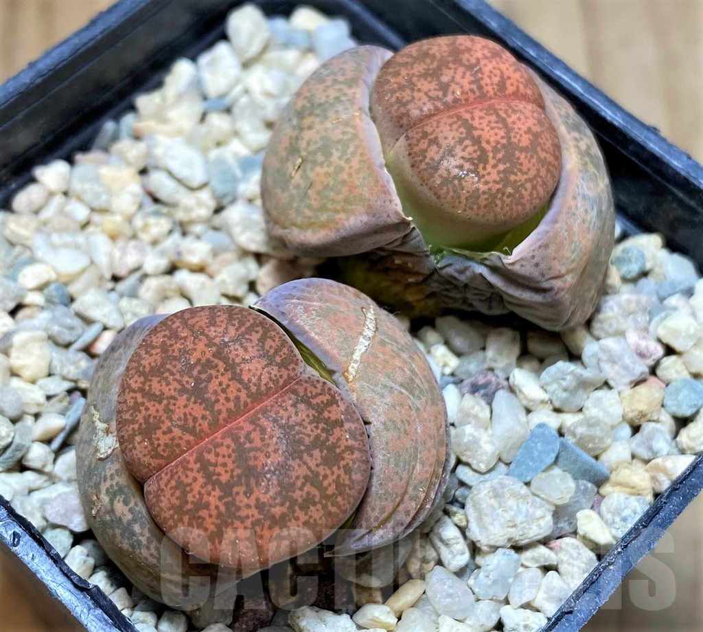 SH5058 Lithops lesliei v. minor
