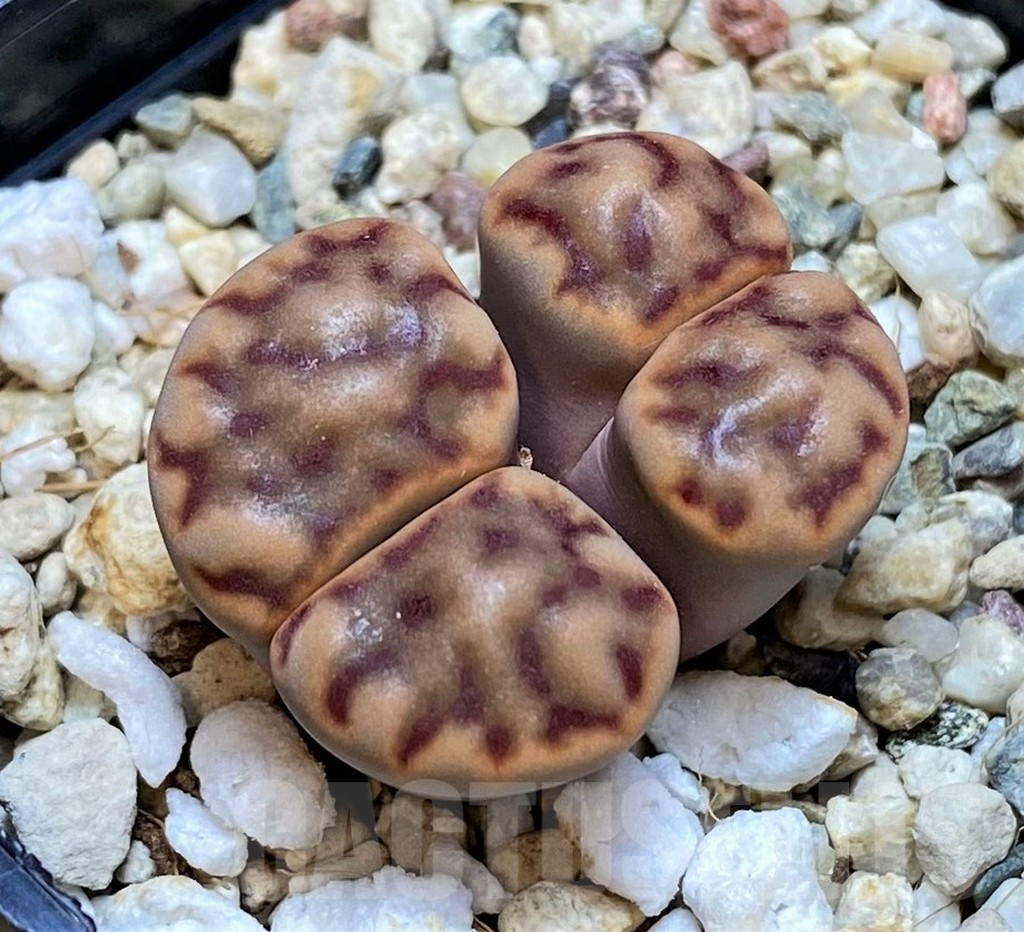 SH5064 Lithops bromfieldii