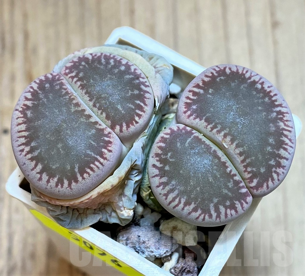 SH5076 Lithops aucampiae v. fluminalis