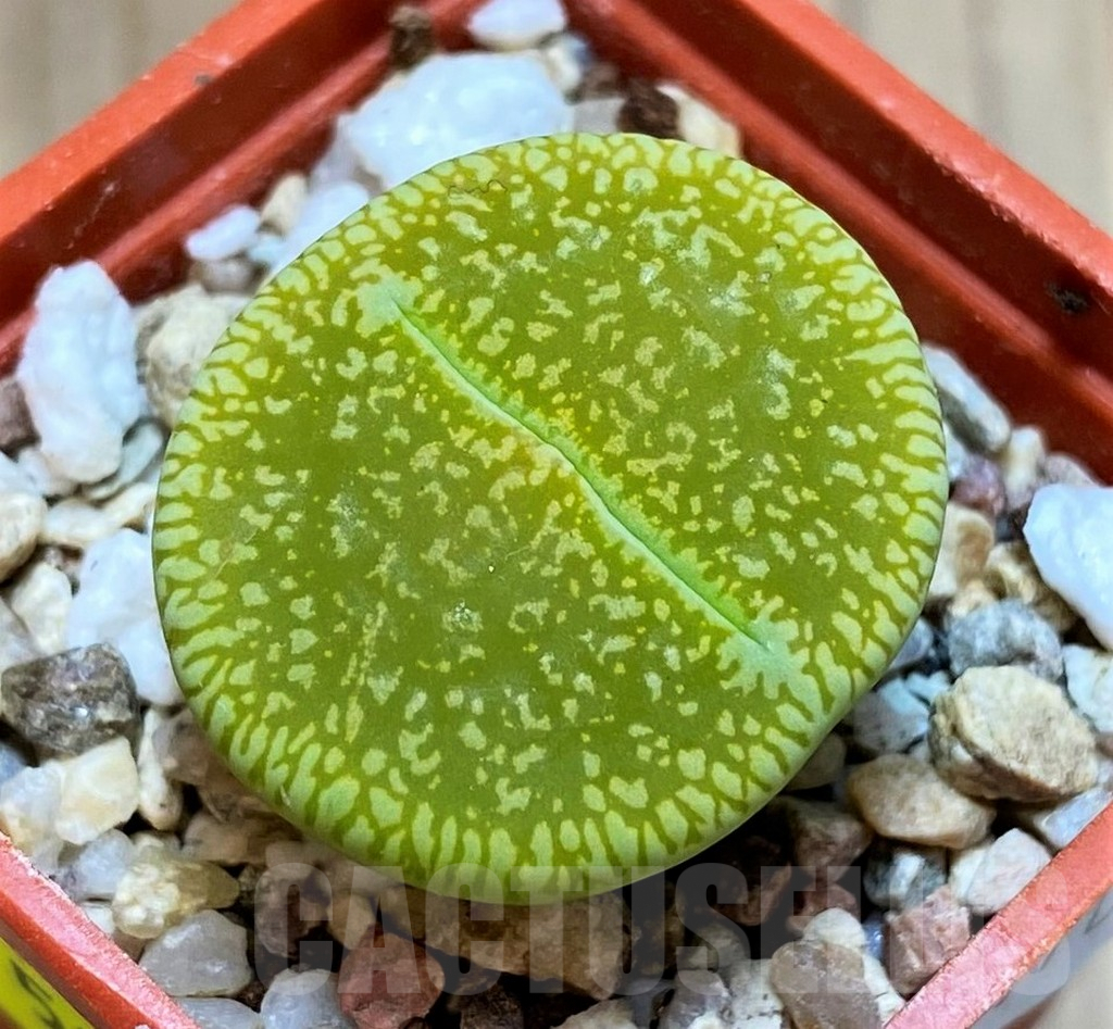 SH5082 Lithops aucampiae 'Bella Ketty' C48A