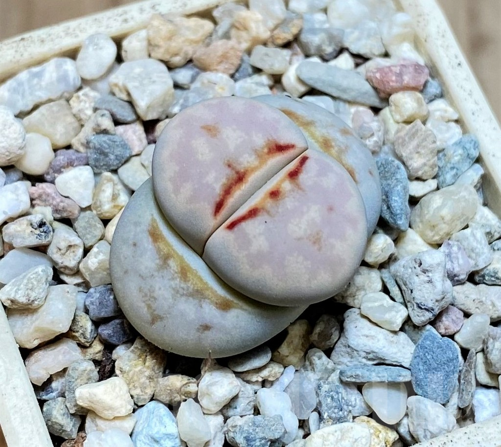SH5089 Lithops julii ‘Hot Lips’