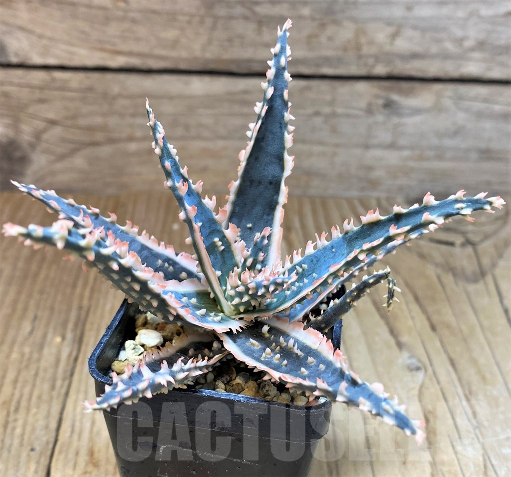 SH5092 Aloe TCT hybrid - Image 3