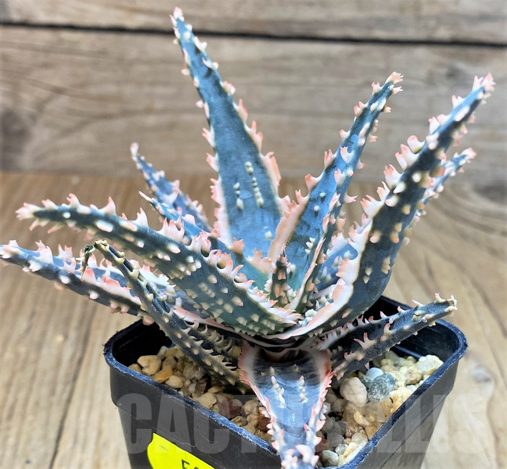 SH5092 Aloe TCT hybrid - Image 2