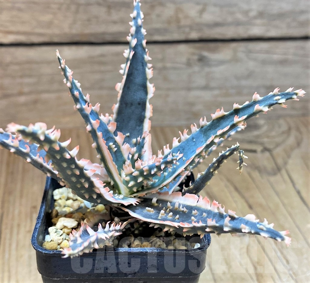 SH5092 Aloe TCT hybrid