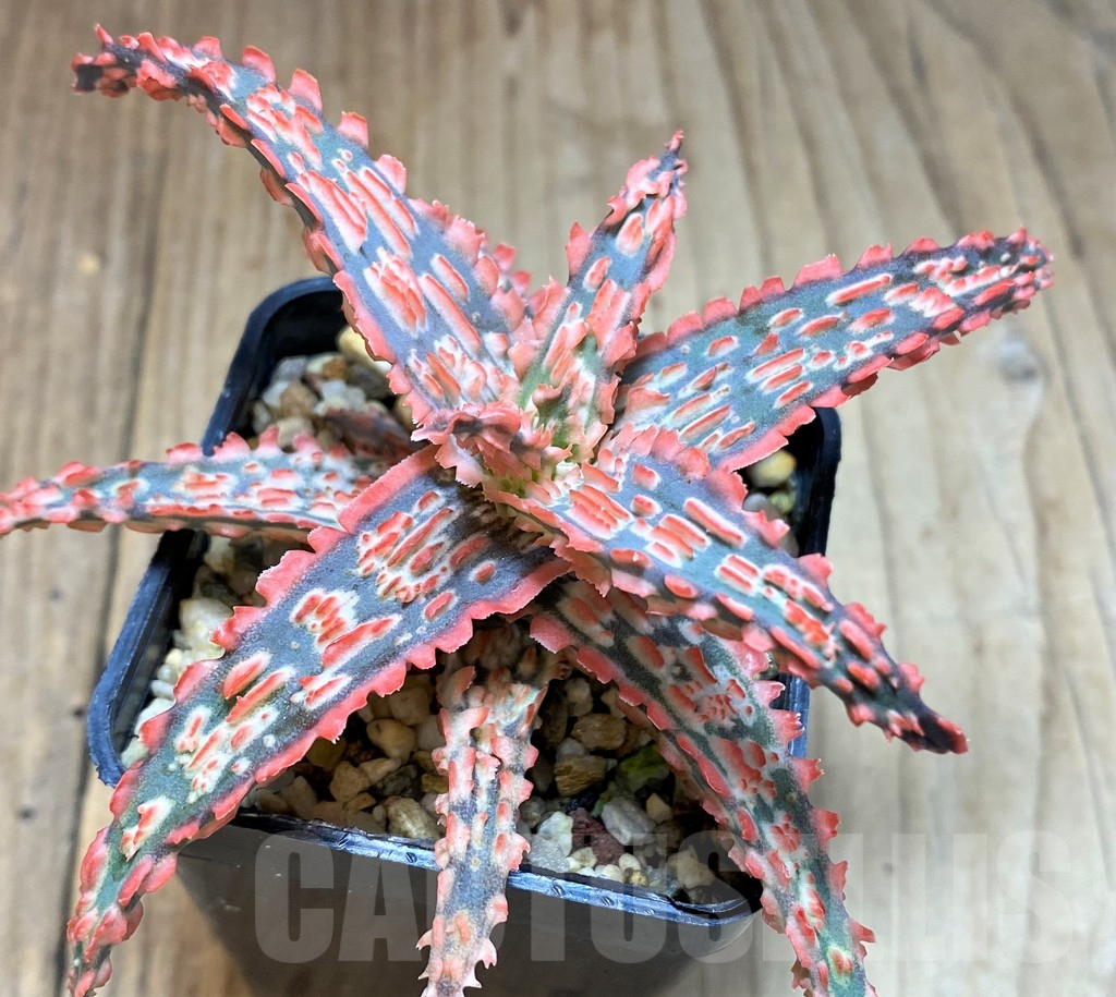SH5095 Aloe TCT hybrid - Image 3