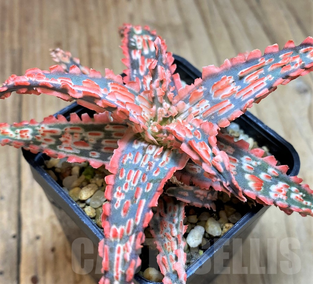 SH5095 Aloe TCT hybrid