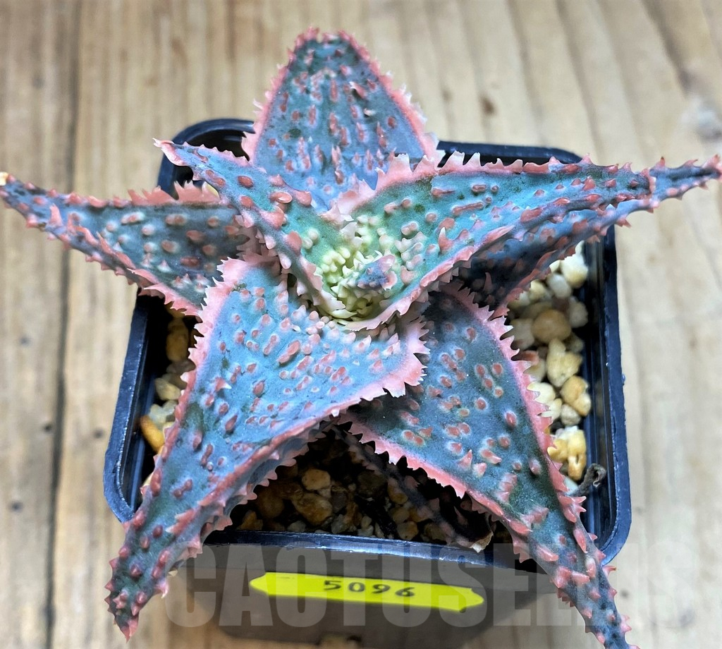 SH5096 Aloe TCT hybrid - Image 2