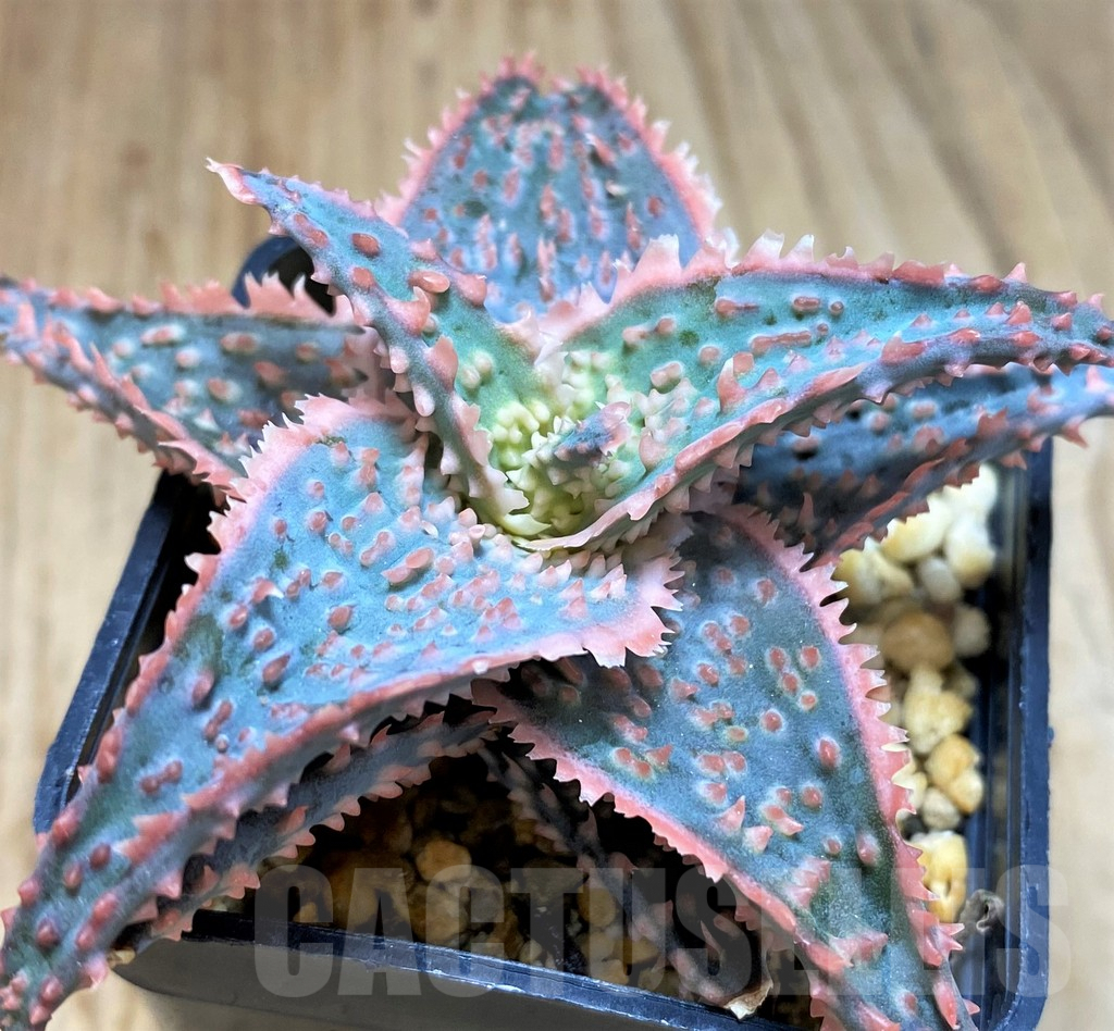 SH5096 Aloe TCT hybrid