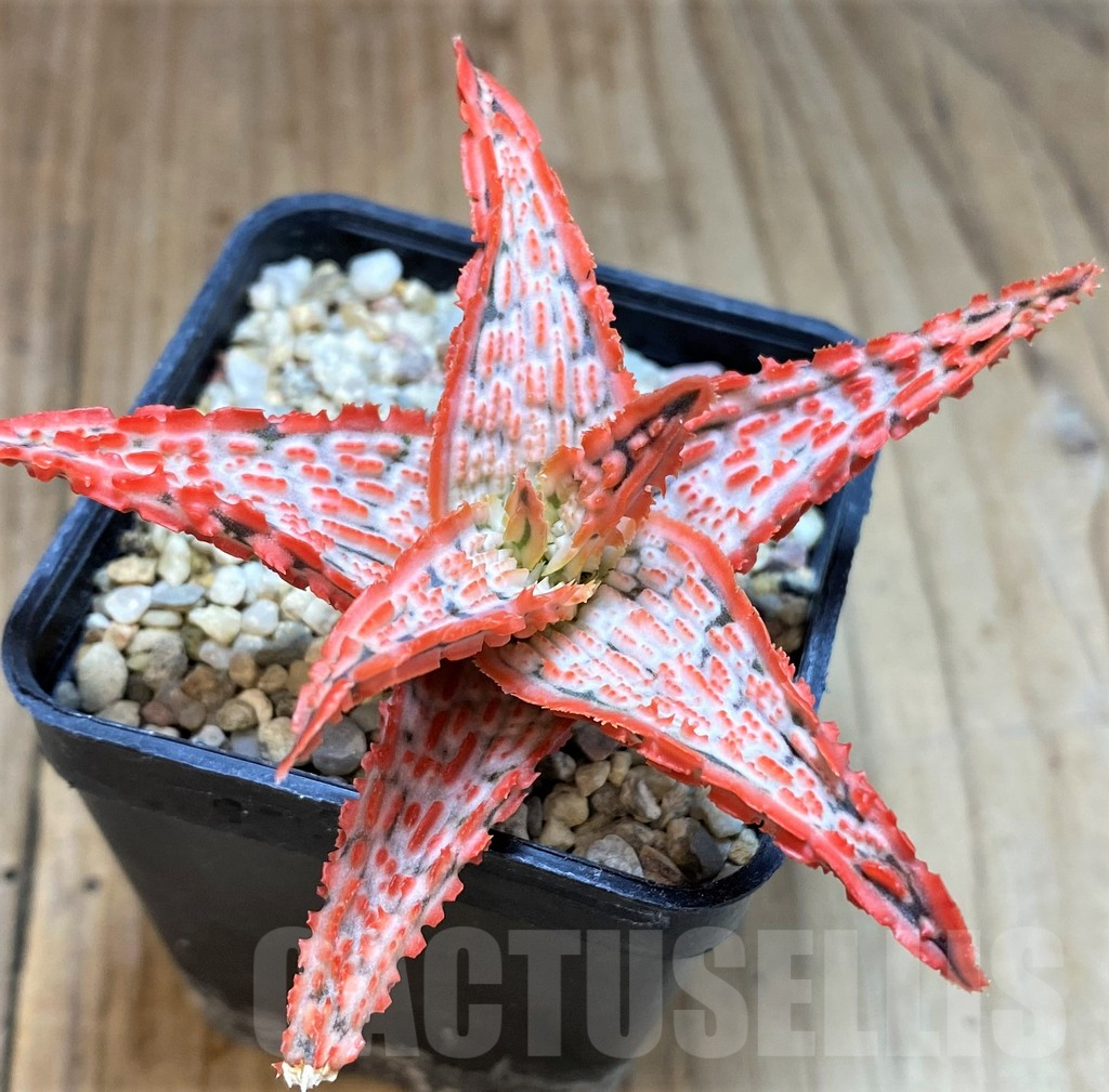 SH5097 Aloe TCT hybrid - Image 2