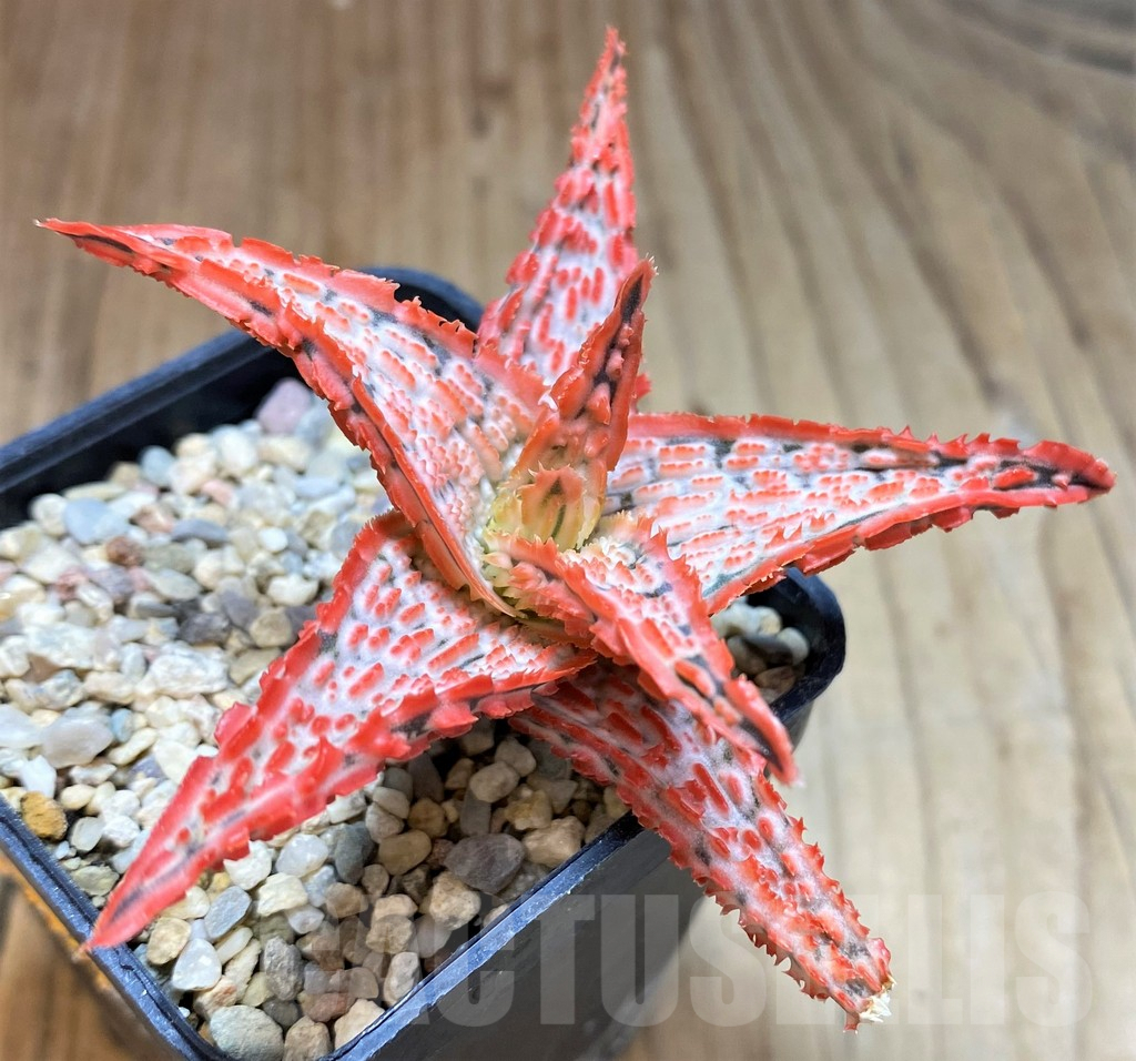 SH5097 Aloe TCT hybrid