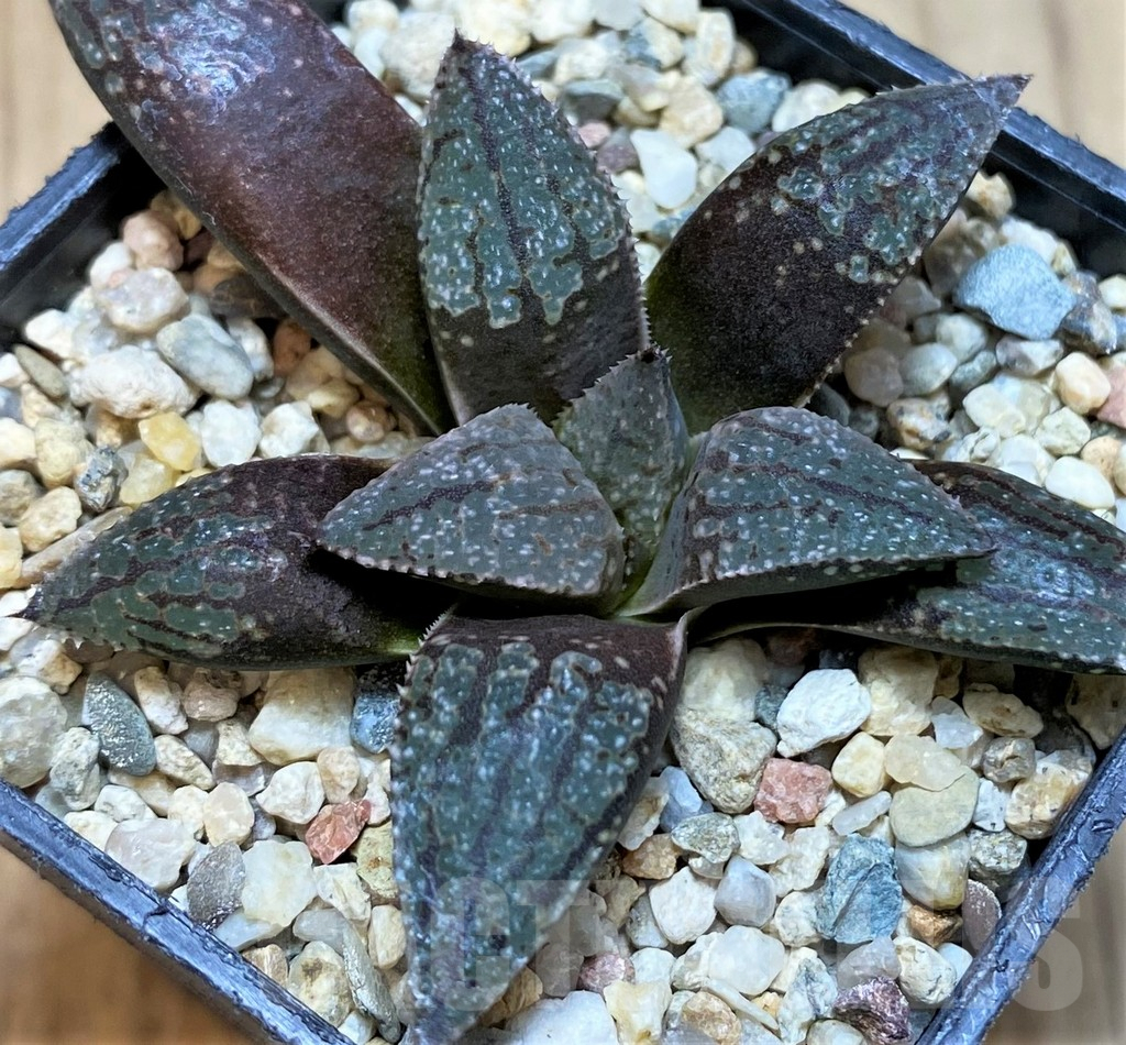 SH5147 Haworthia picta -Japan- - Image 2
