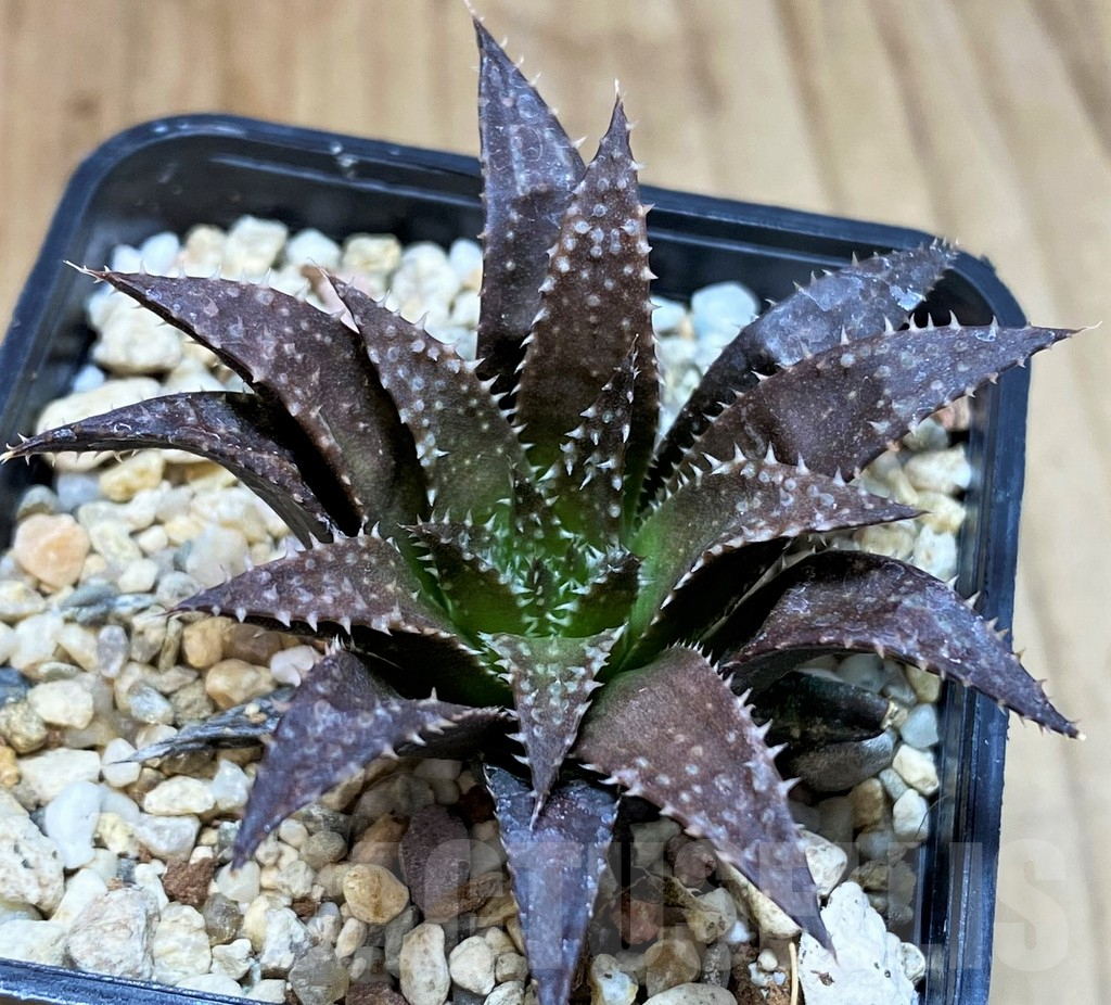 SH5154 Haworthia parksiana hybrid - Image 2
