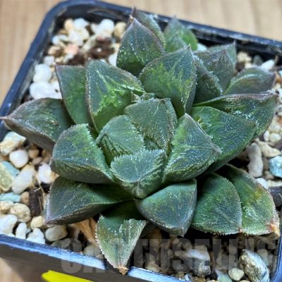 SH5156 Haworthia pygmaea x cooperi v. venusta