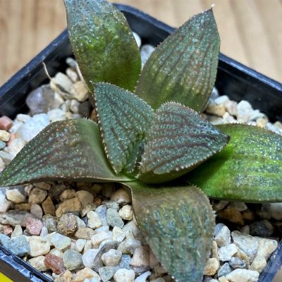 SH5158 Haworthia 'Chocolate' hybrid
