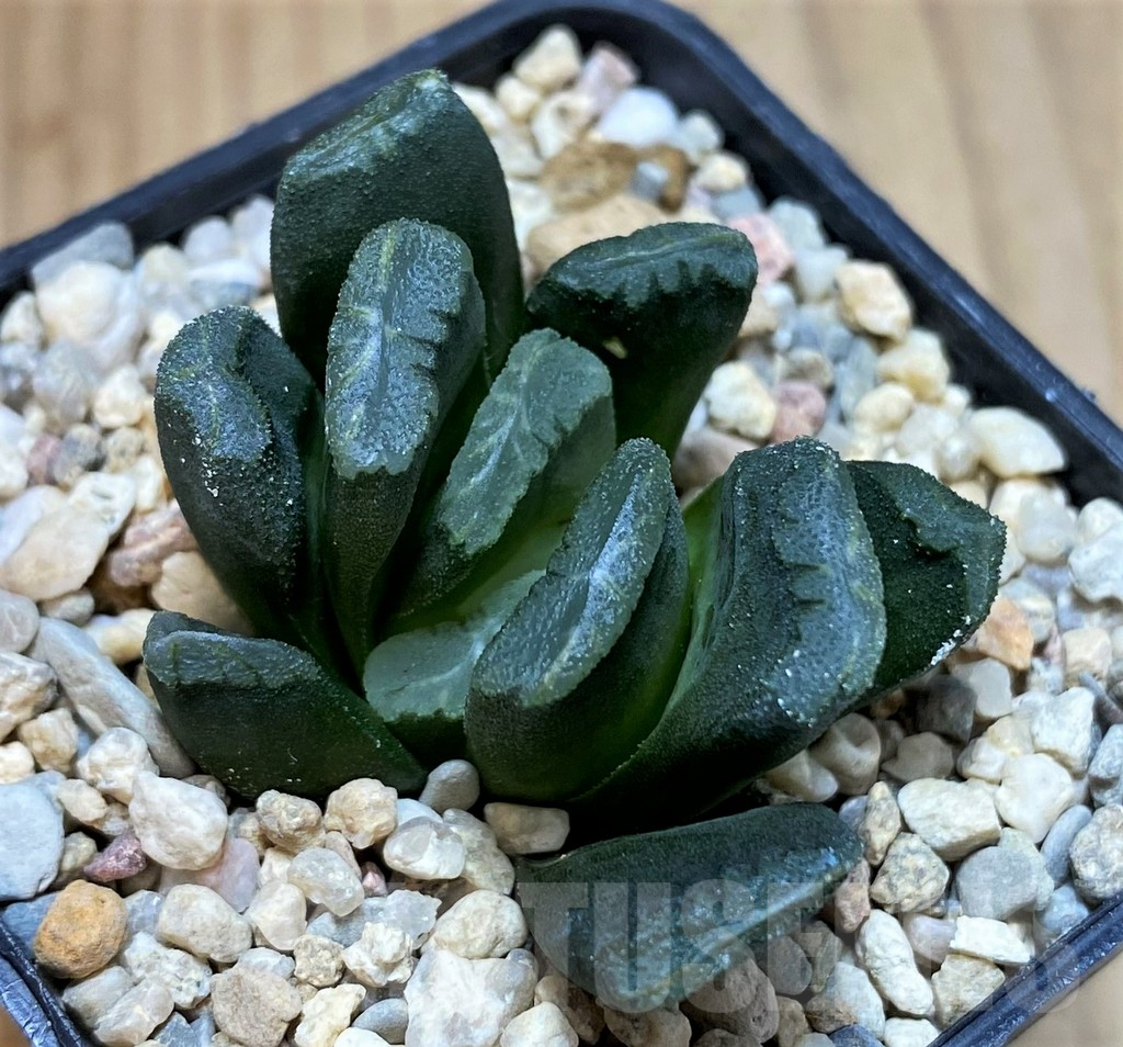 SH5170 Haworthia truncata v. maughanii - Image 2