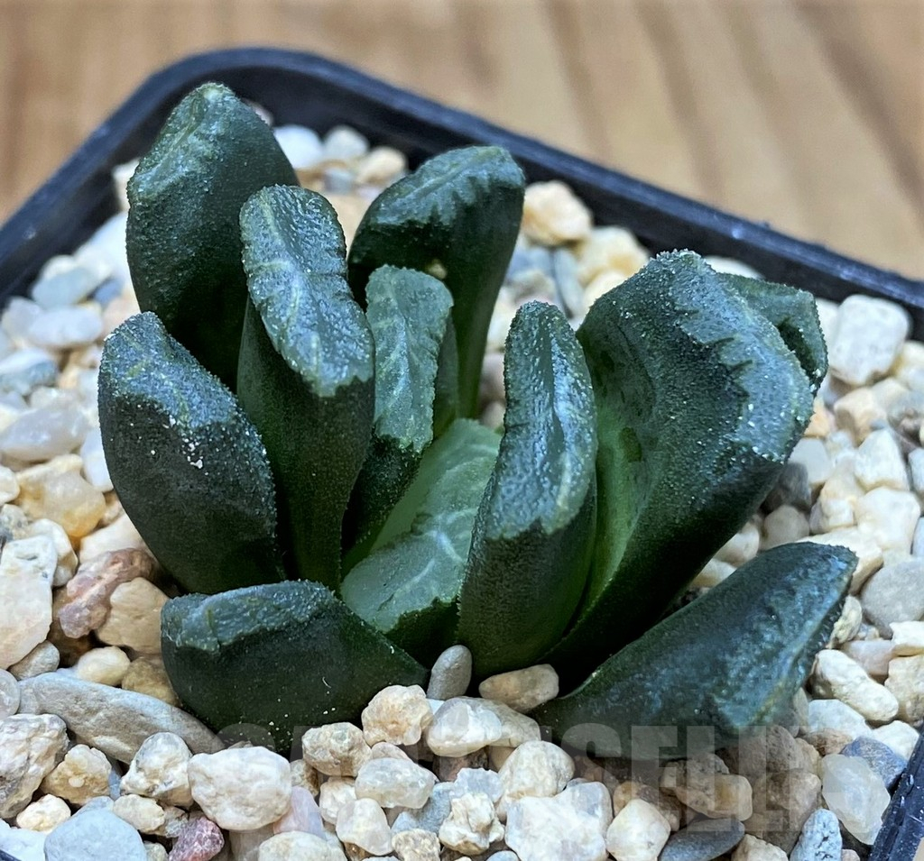 SH5170 Haworthia truncata v. maughanii