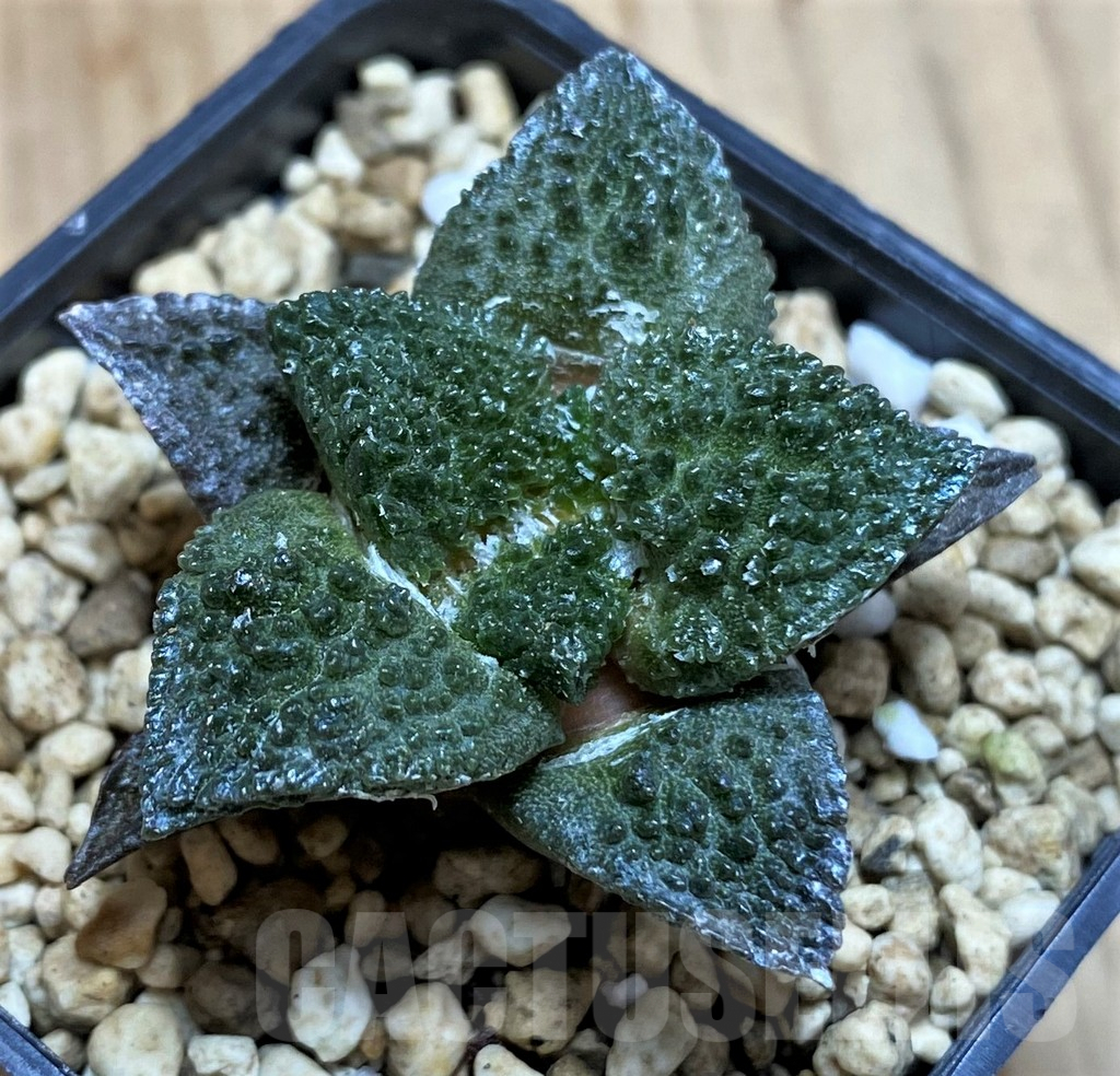 SH5135 Ariocarpus fissuratus 'Godzilla' hybrid, seedling - Image 2