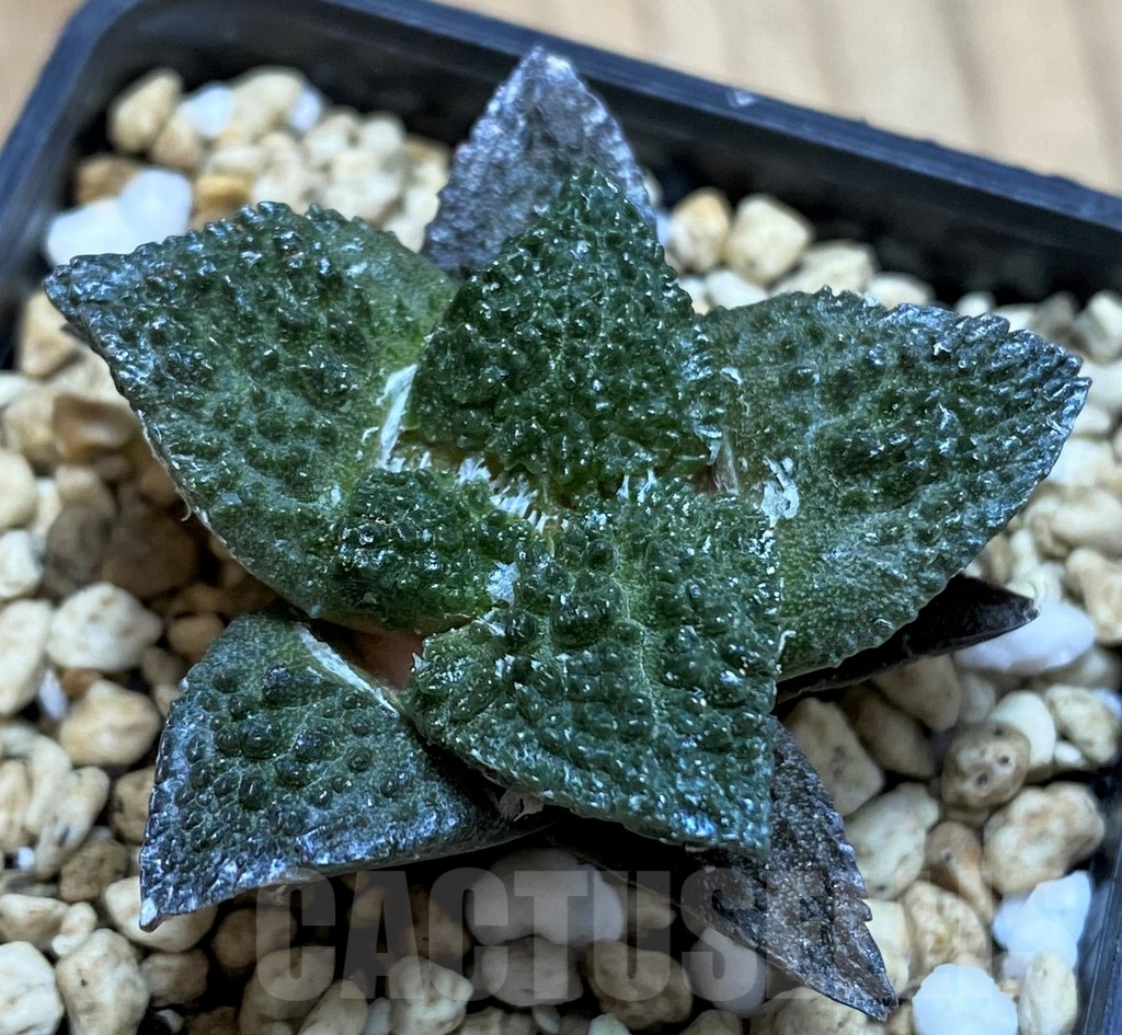 SH5135 Ariocarpus fissuratus 'Godzilla' hybrid, seedling