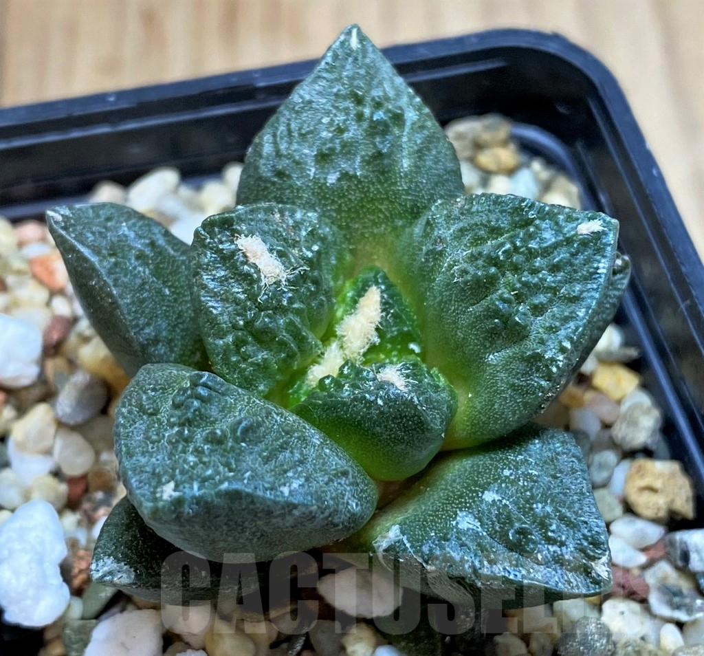 SH5137 Ariocarpus fissuratus 'Godzilla' hybrid, seedling