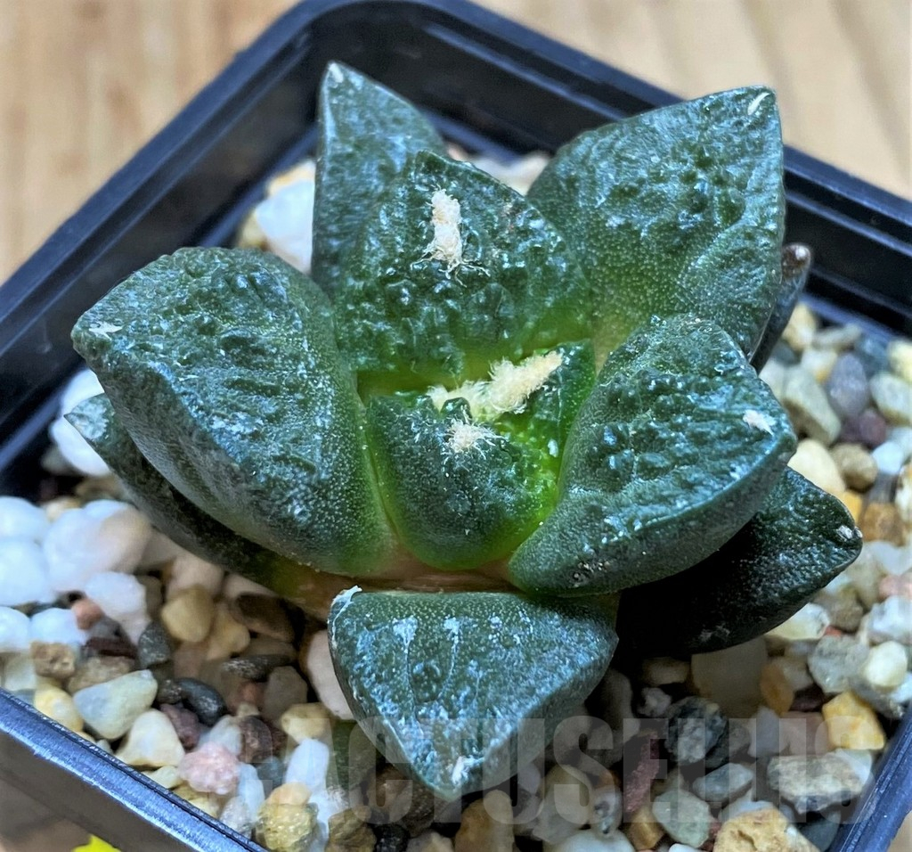 SH5137 Ariocarpus fissuratus 'Godzilla' hybrid, seedling - Image 2