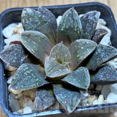 SH5139 Haworthia splendens hybrid