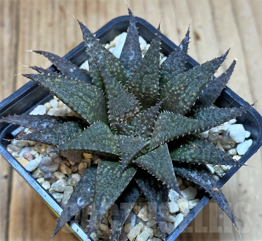 SH5140 Haworthia wimii x koelmaniorum - Image 2