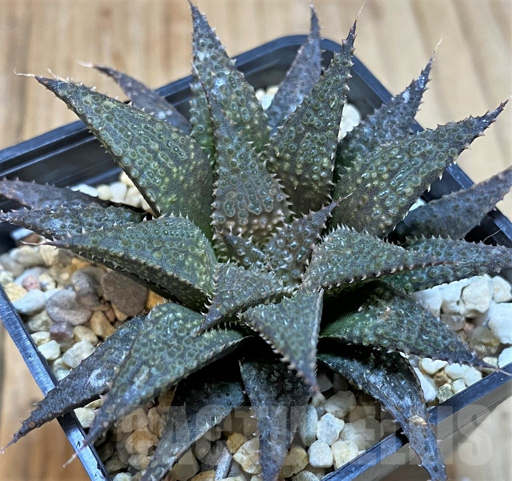 SH5140 Haworthia wimii x koelmaniorum