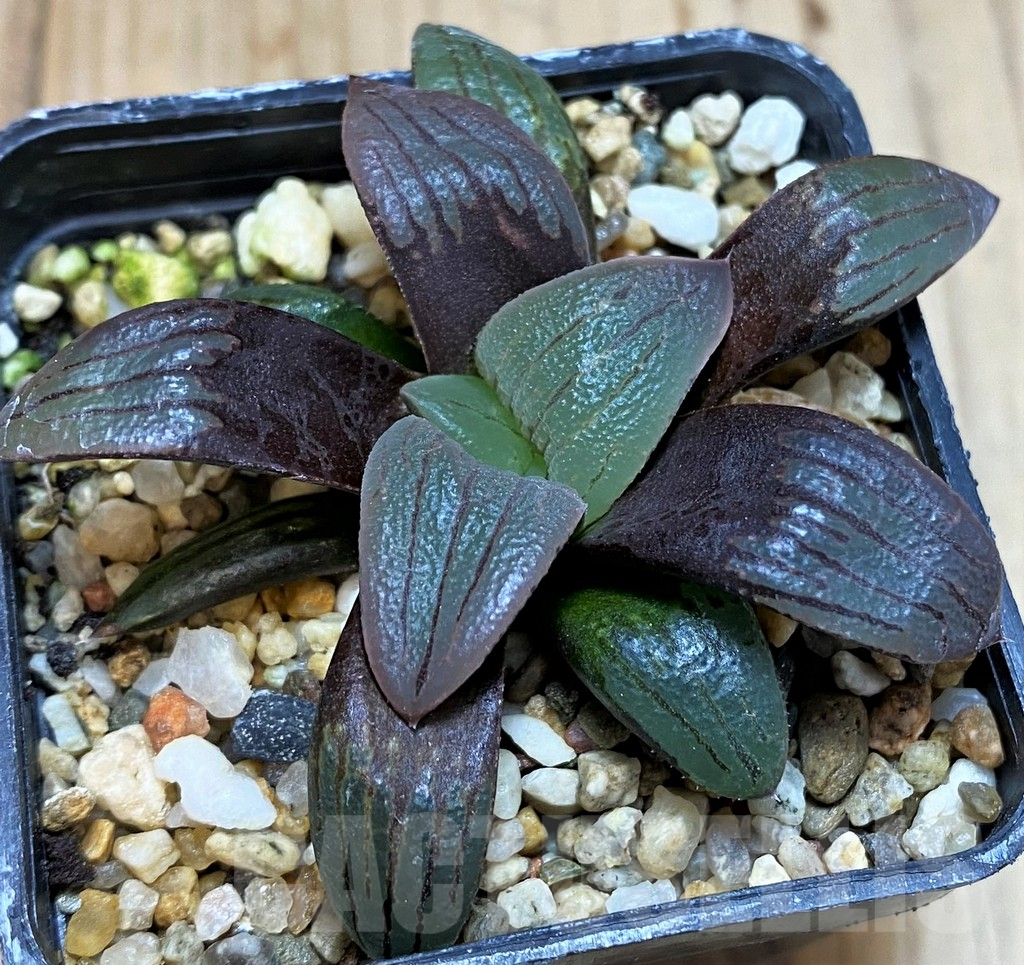 SH5142 Haworthia atrofusca -Japan- - Image 2