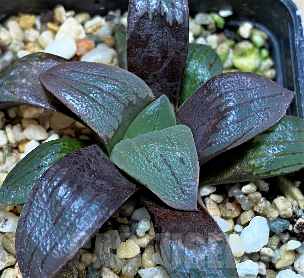 SH5142 Haworthia atrofusca -Japan-