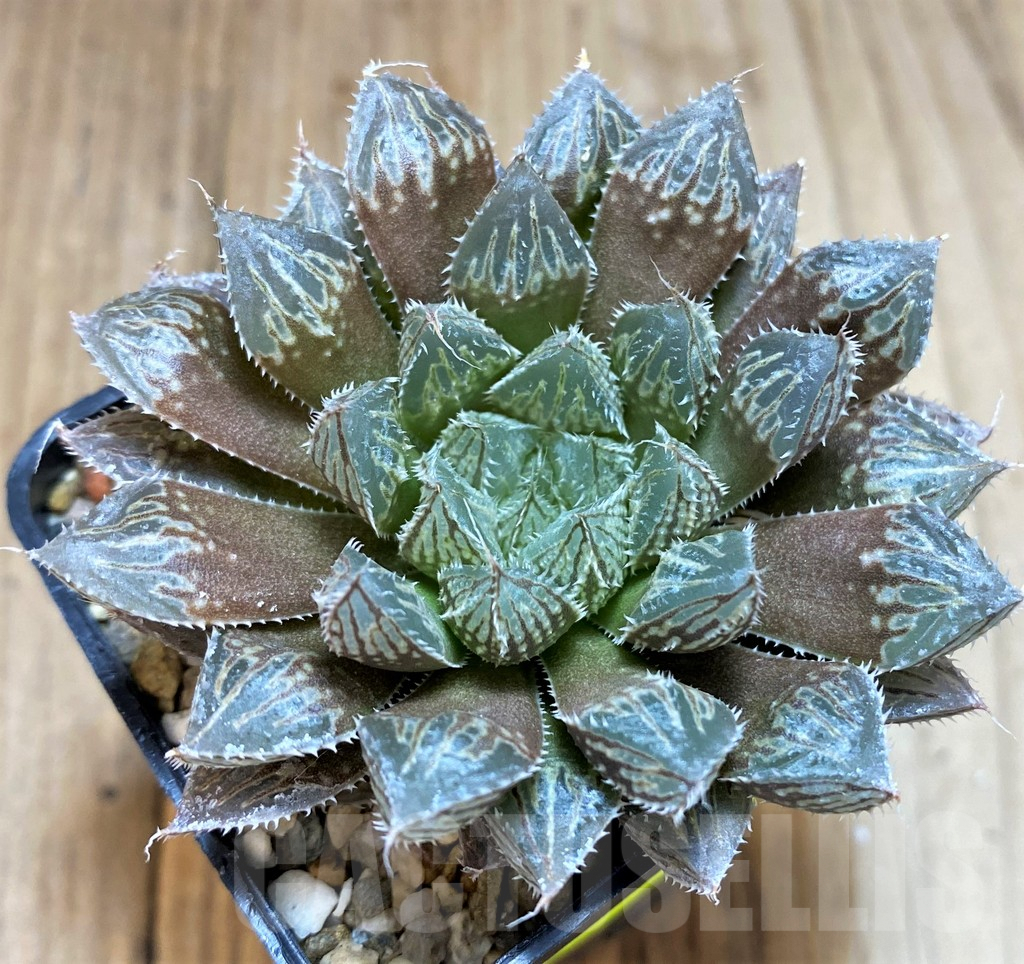 SH5143 Haworthia 'Mirror Ball' - Image 2