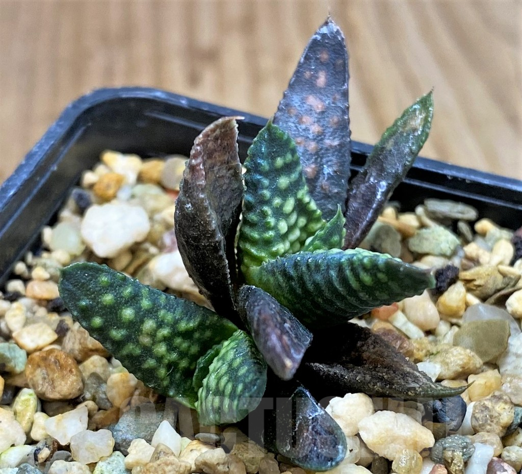 SH5246 Haworthia pumila x koelmaniorum - Image 2