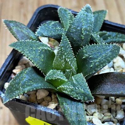 SH5252 Haworthia parksiana hybrid