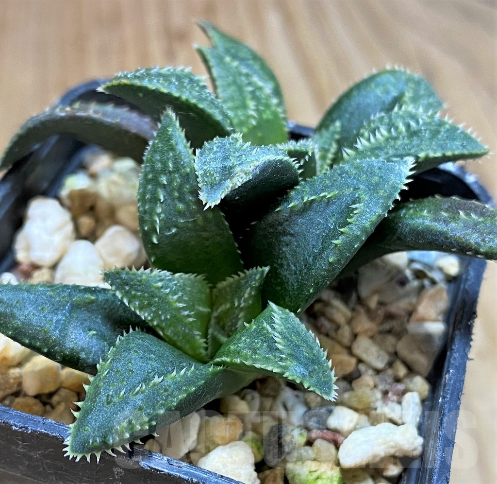SH5252 Haworthia parksiana hybrid - Image 2