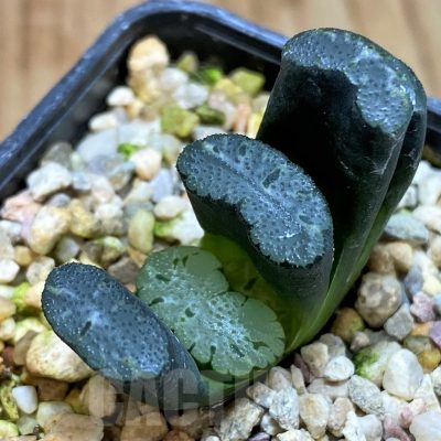 SH5254 Haworthia truncata -Japan-
