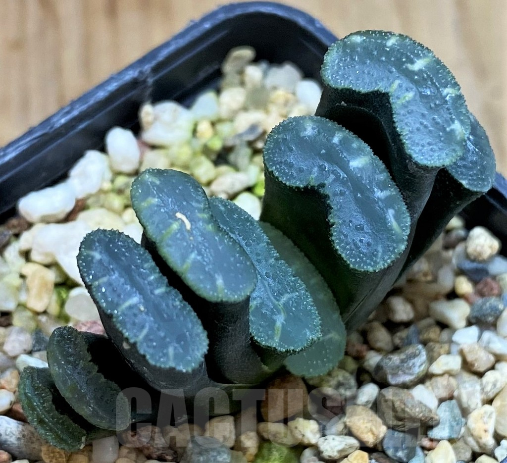 SH5255 Haworthia truncata -Japan- - Image 2
