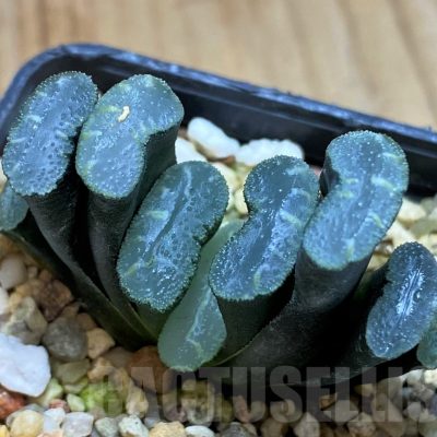 SH5255 Haworthia truncata -Japan-