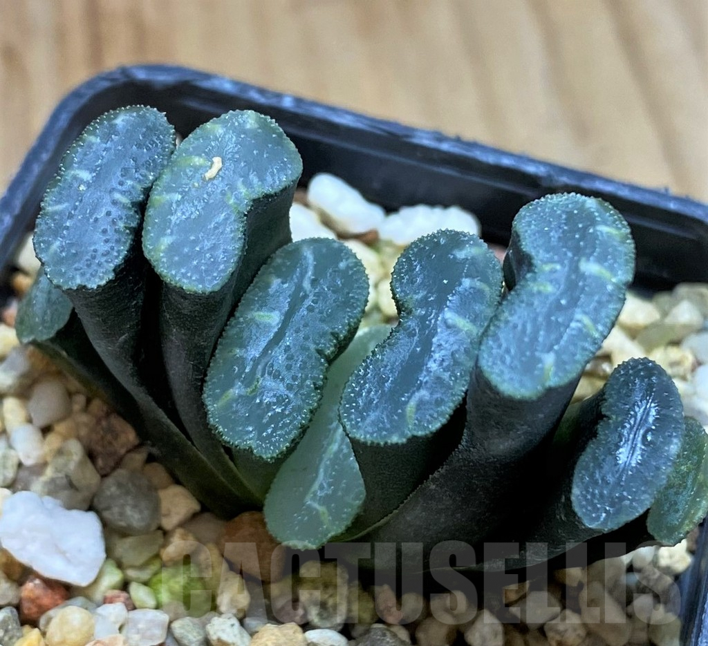 SH5255 Haworthia truncata -Japan-