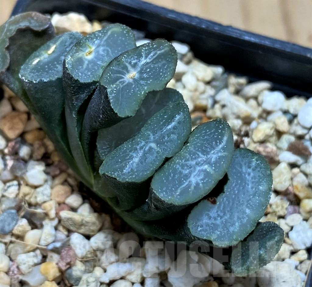 SH5256 Haworthia truncata -Japan-