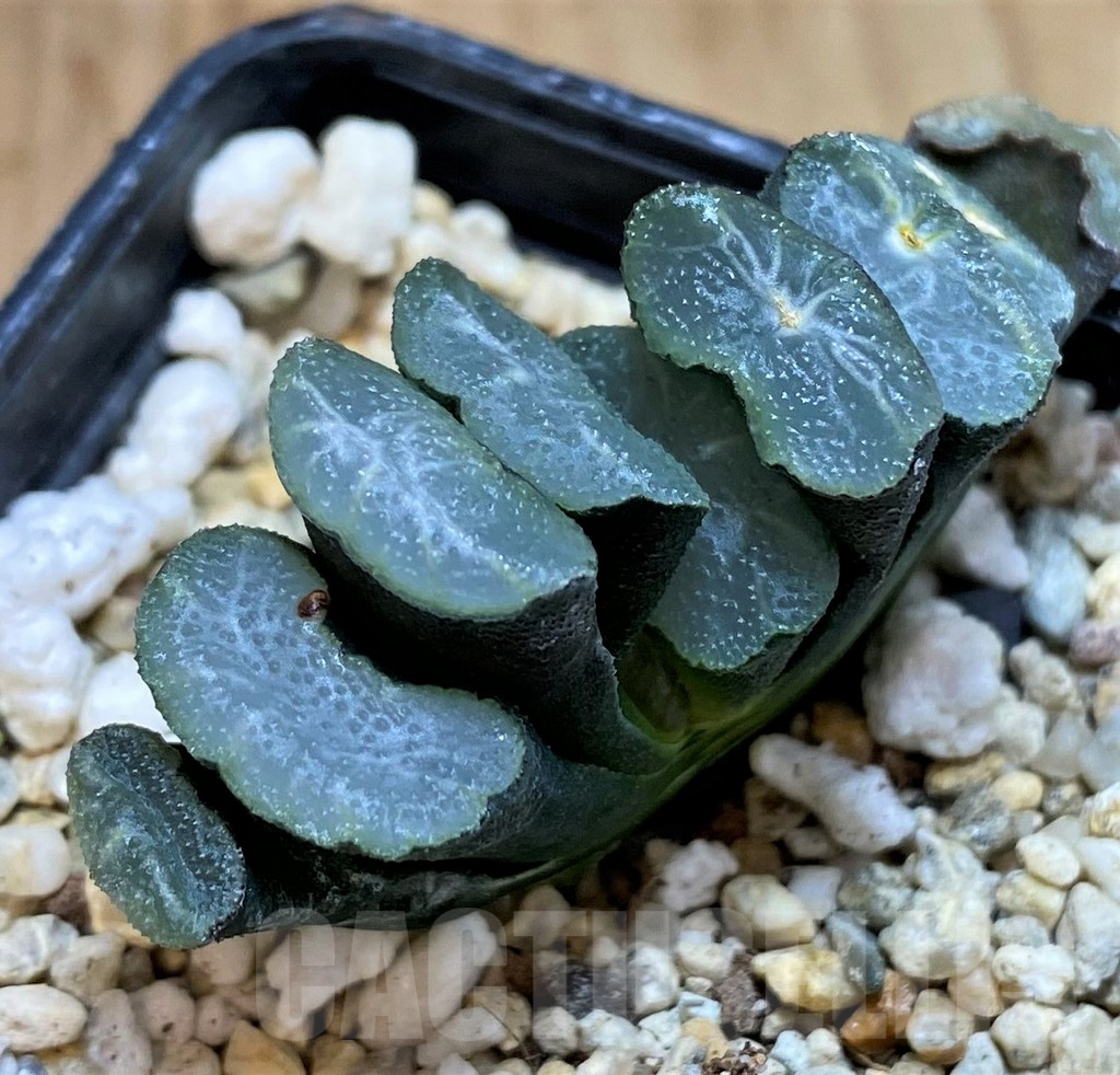 SH5256 Haworthia truncata -Japan- - Image 2