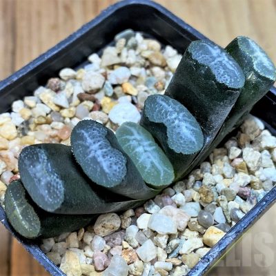 SH5257 Haworthia truncata -Japan-