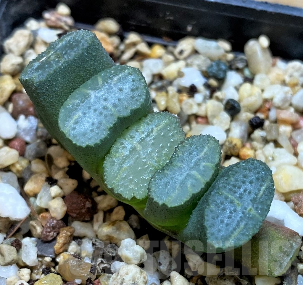 SH5261 Haworthia truncata -Japan-
