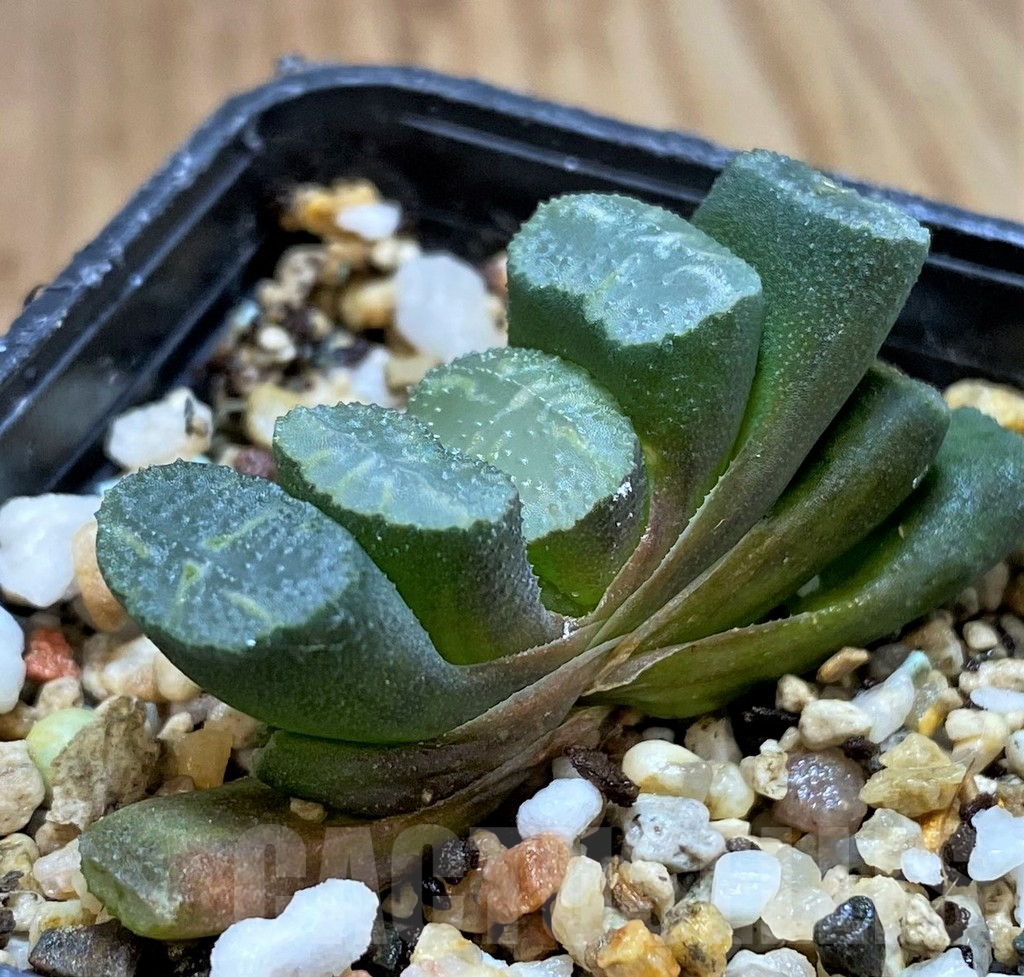 SH5261 Haworthia truncata -Japan- - Image 2