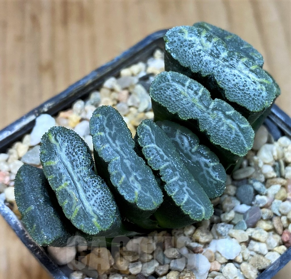 SH5262 Haworthia truncata -Japan-