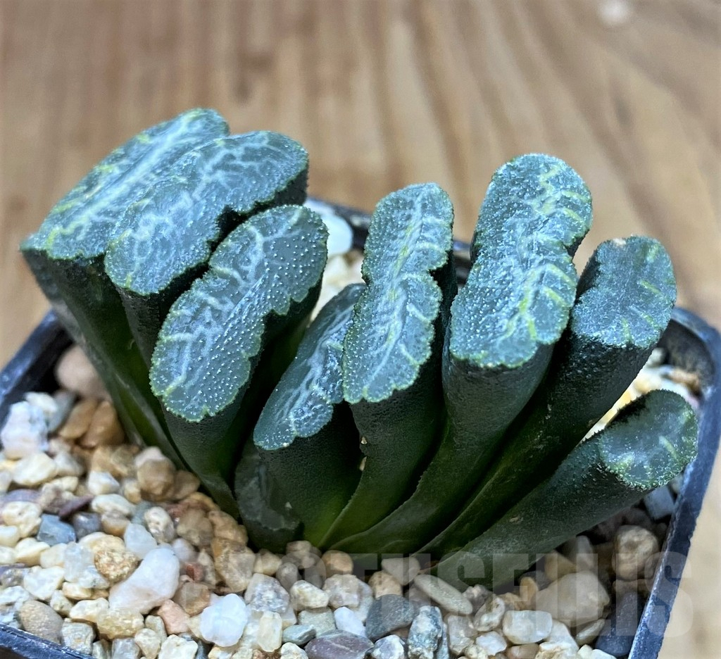 SH5262 Haworthia truncata -Japan- - Image 2
