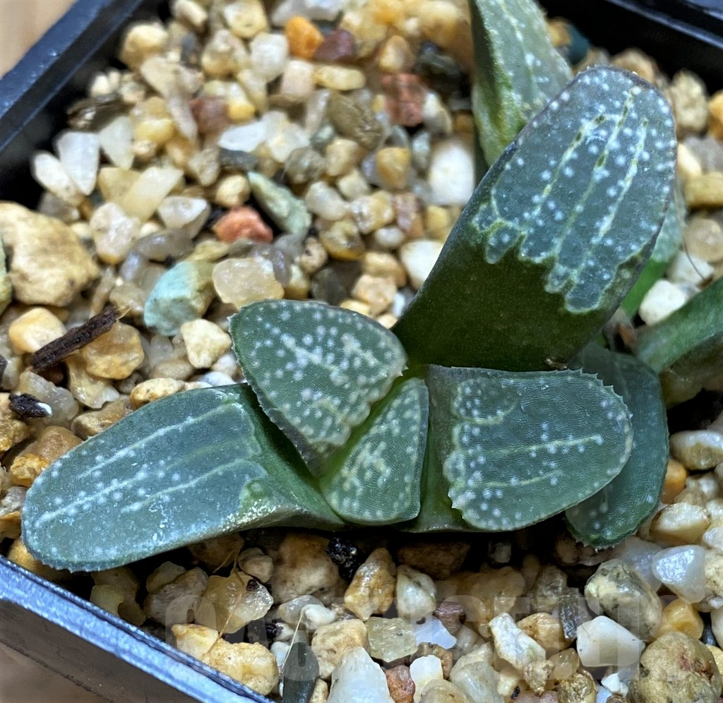 SH5263 Haworthia groenewaldii