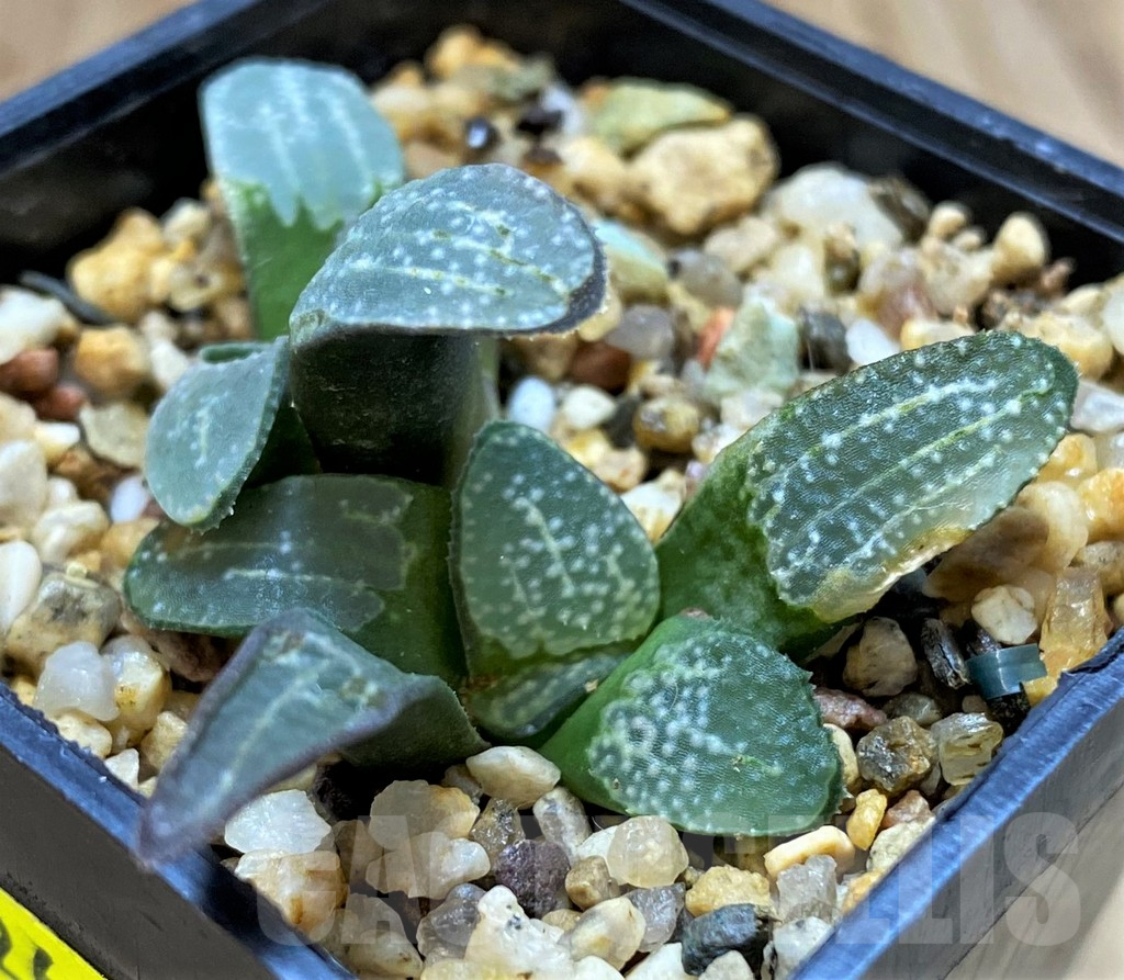 SH5263 Haworthia groenewaldii - Image 2