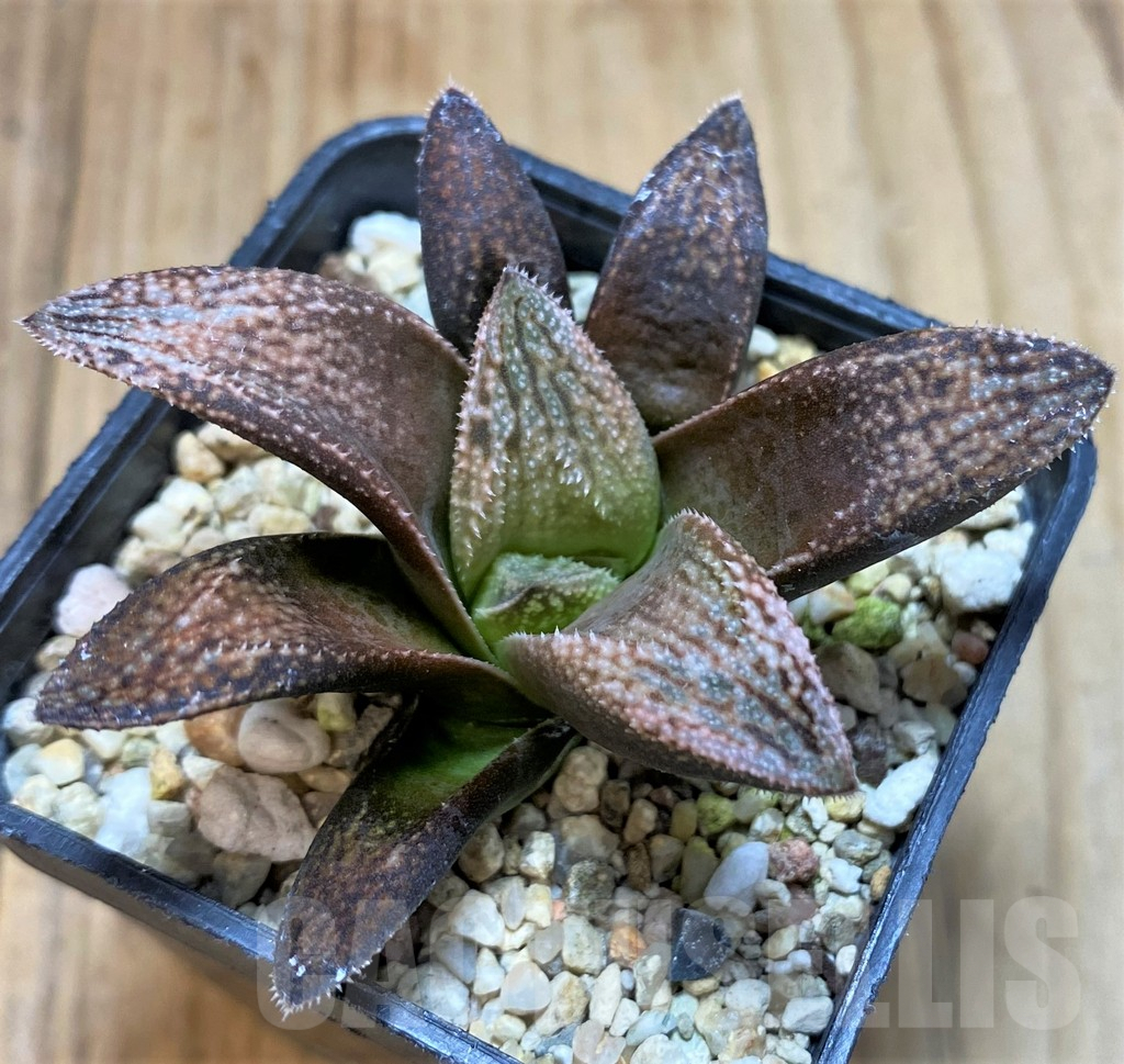 SH5264 Haworthia splendens 'Hakuja' - Image 2