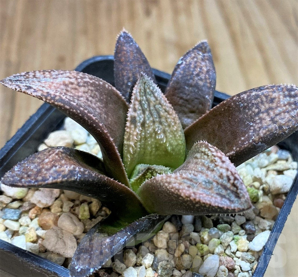SH5264 Haworthia splendens 'Hakuja'